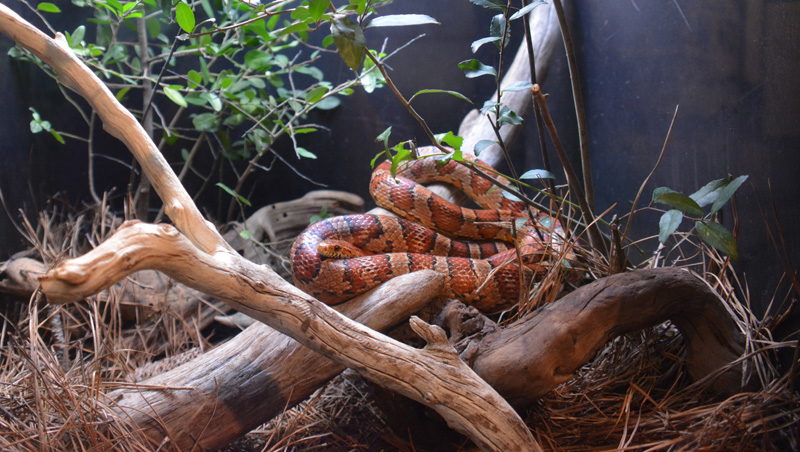 A snake enclosure at North Carolina Aquarium on Roanoke Island