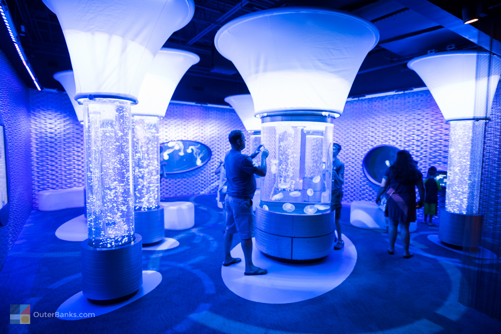 Jellyfish tanks at the North Carolina Aquarium on Roanoke Island