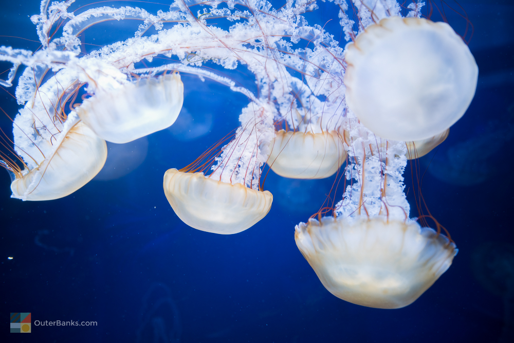 Beautiful jellyfish swim at the North Carolina Aquarium on Roanoke Island