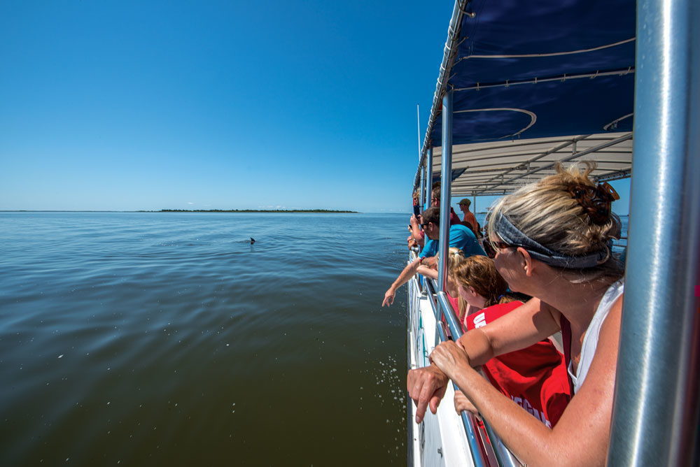 Passengers spot a dolphin from a Paradise Dolphin Cruise