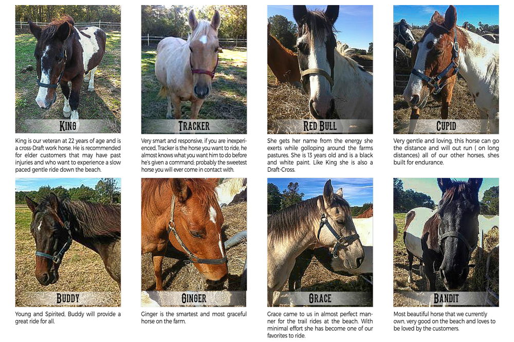 Meet the horses at Outer Banks (OBX) Horseback