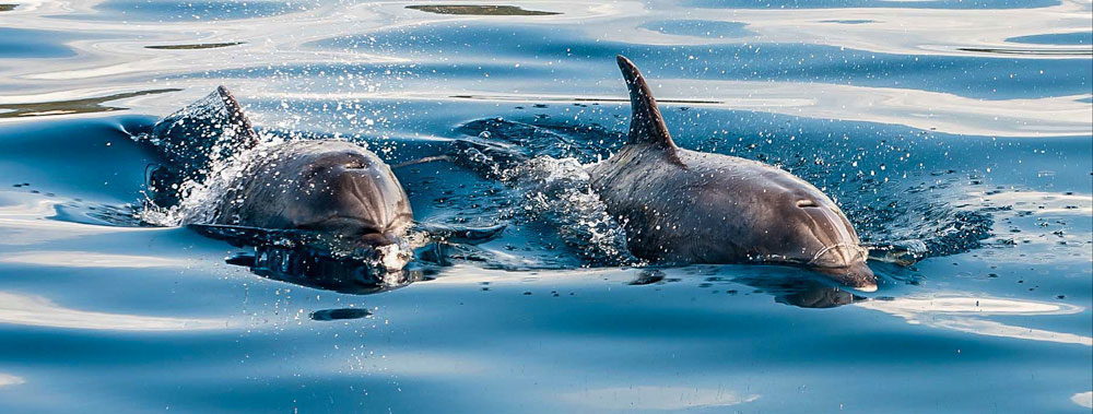 Captain Johnny's Dolphin Tours